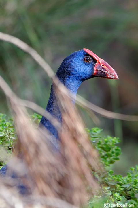 Pollo sultano